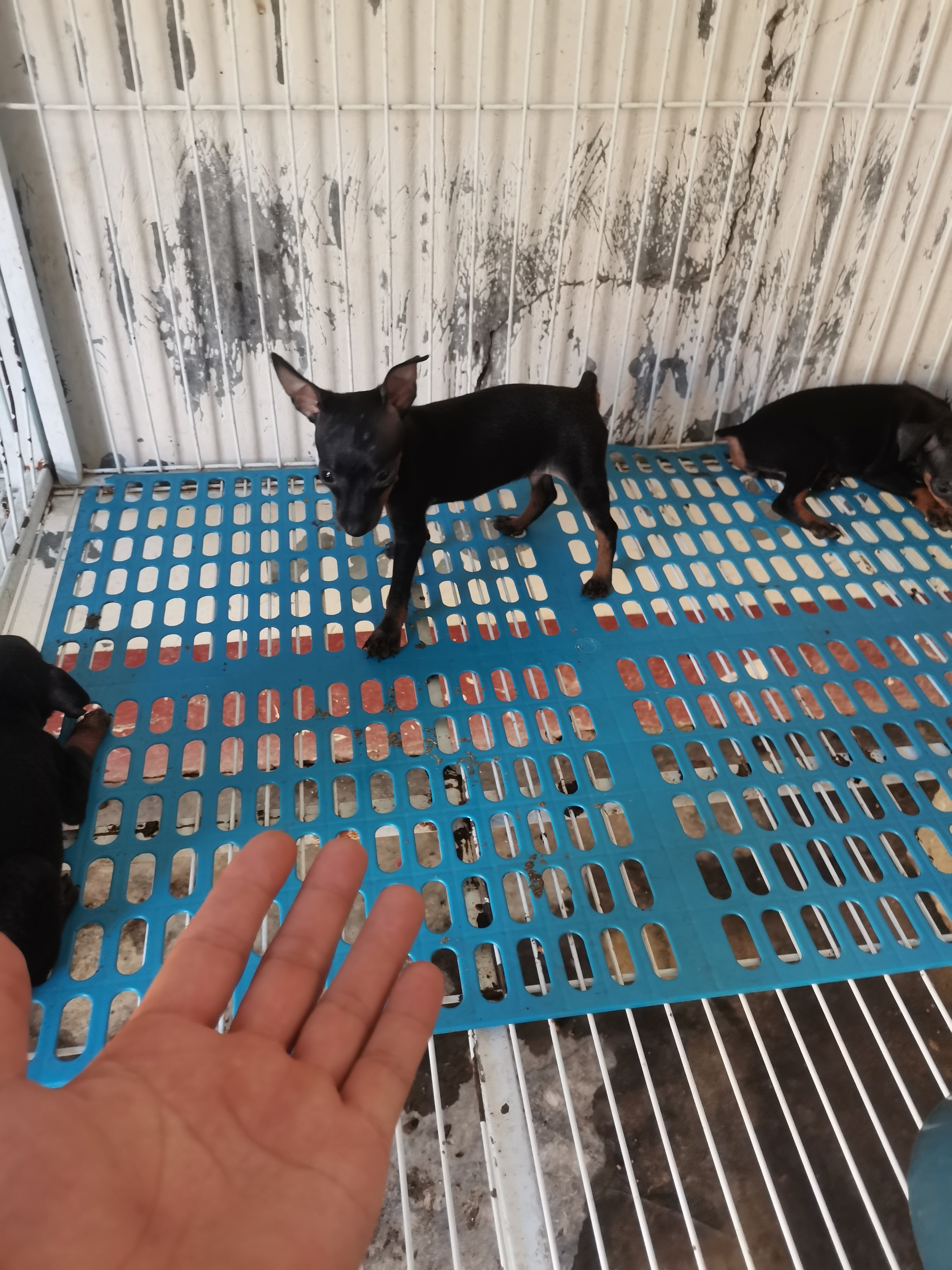 蓝血小鹿犬。满月就立耳，绝对的超小体。